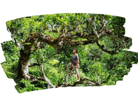 TRÀ XANH ƯỚP NHÀI BỊCH TÚI LỌC 200G