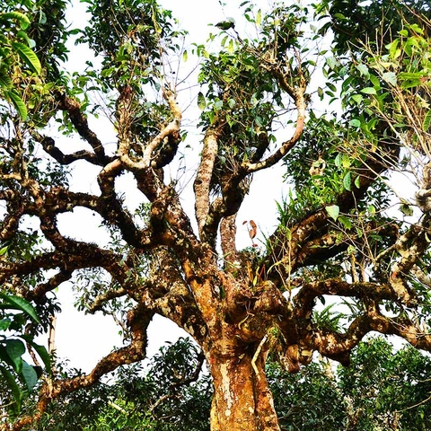 TRÀ VÀNG - BÁNH TRÀ SỐNG 2022 YÊN BÁI 1 TÔM - 3 LÁ 500G BTR CON GIÁP DẬU