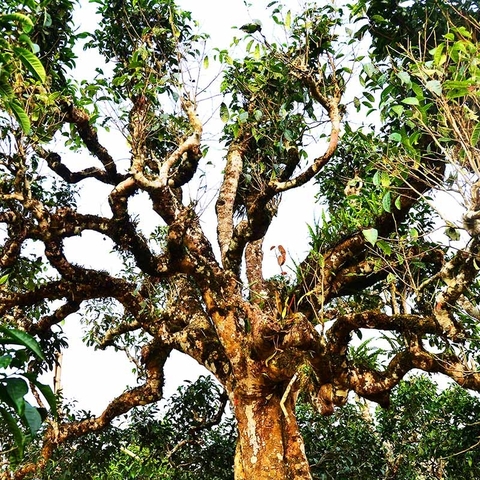 TRÀ VÀNG - BÁNH TRÀ SỐNG 2022 YÊN BÁI 1 TÔM  - 3 LÁ 500G BTR CON GIÁP THÌN