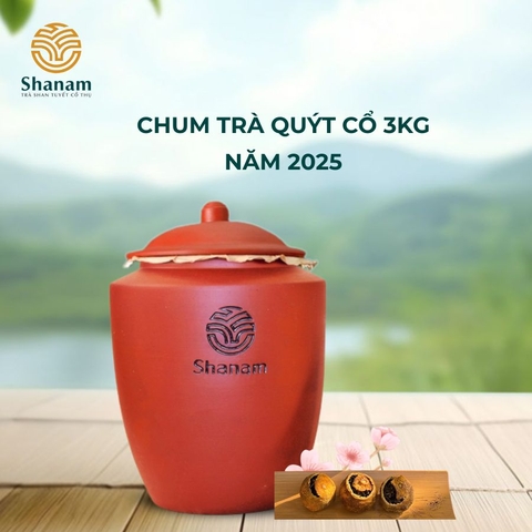 CHUM TRÀ QUÝT CỔ 3KG NĂM 2025