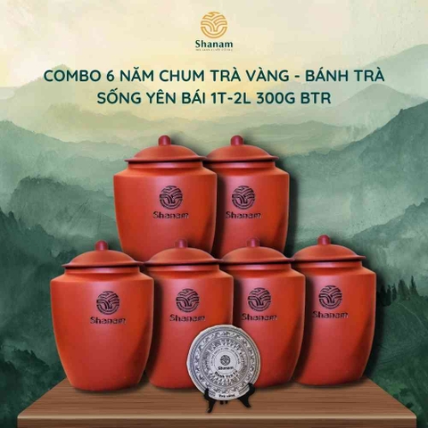 COMBO 6 NĂM CHUM TRÀ VÀNG - BÁNH TRÀ SỐNG YÊN BÁI 1T-2L 300G BTR