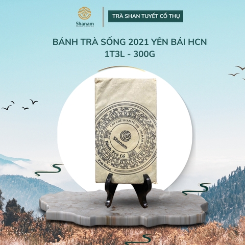Trà Vàng - Bánh Trà Sống 2021 Yên Bái 1 TÔM - 3 LÁ 300G HCN