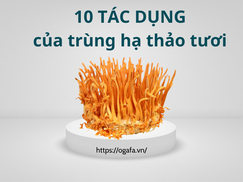 10+ Tác Dụng Của Đông Trùng Hạ Thảo Tươi Quan Trọng Cho Sức Khỏe