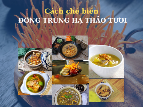 Cách Chế Biến Đông Trùng Hạ Thảo Tươi Đúng Chuẩn