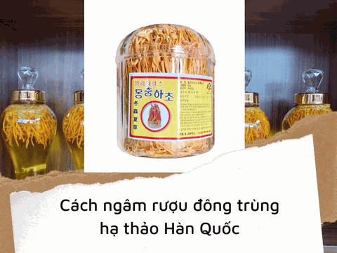 Đông Trùng Hạ Thảo Hàn Quốc Ngâm Rượu Có Tốt Không?