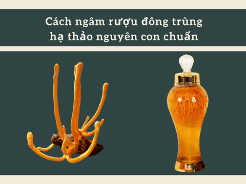 Cách Ngâm Rượu Đông Trùng Hạ Thảo Nguyên Con Chuẩn