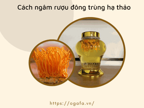 Top 10+ Cách Ngâm Rượu Đông Trùng Hạ Thảo Hiệu Quả Cao