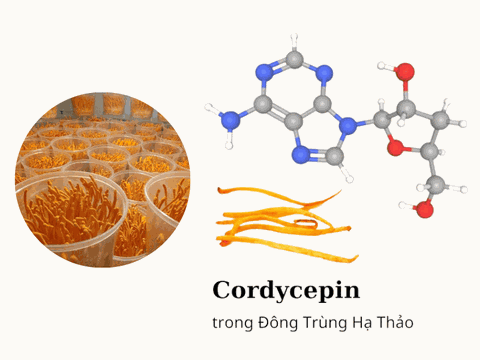 Cordycepin Và Adenosine Là Gì? Tác Dụng Như Thế Nào?