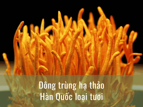 Tổng Hợp Các Loại Đông Trùng Hạ Thảo Hàn Quốc