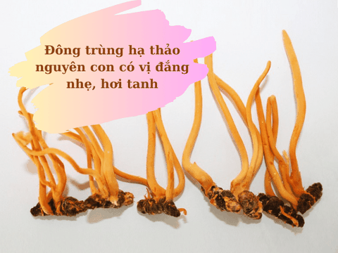 Đông Trùng Hạ Thảo Nguyên Con: Cách Sử Dụng & Liều Dùng