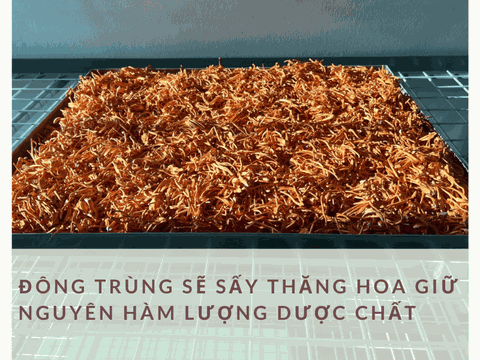 Đông Trùng Hạ Thảo Sấy Thăng Hoa: Tác Dụng & Cách Dùng