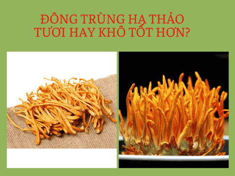 Giải Đáp Nên Dùng Đông Trùng Hạ Thảo Tươi Hay Khô Tốt Hơn