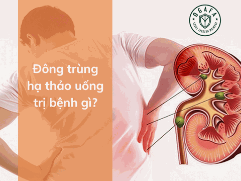 Đông trùng hạ thảo uống trị bệnh gì? Chuyên gia giải đáp