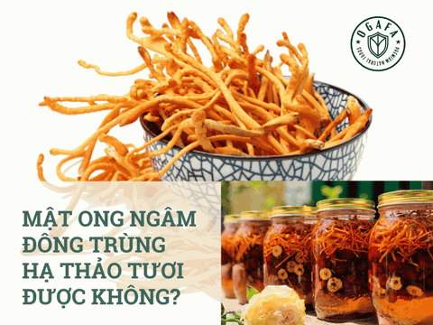 Đông Trùng Hạ Thảo Tươi Ngâm Mật Ong Được Không?