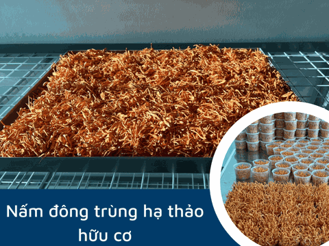 Đông Trùng Hạ Thảo Hữu Cơ: Các Loại & Giá Bán