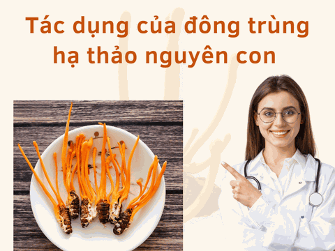 Sự Thật Tác Dụng Của Đông Trùng Hạ Thảo Nguyên Con