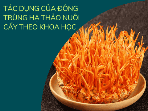 Đông Trùng Hạ Thảo Nuôi Cấy: Tác Dụng & Cách Sử Dụng