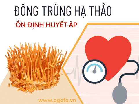 Tác Dụng Tuyệt Vời Của Đông Trùng Hạ Thảo Với Huyết Áp