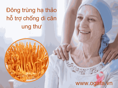 Sự Thật Tác Dụng Của Đông Trùng Hạ Thảo Với Ung Thư