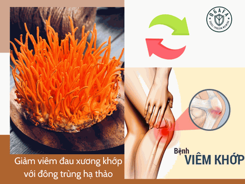 Thực Hư Tác Dụng Của Đông Trùng Hạ Thảo Với Xương Khớp