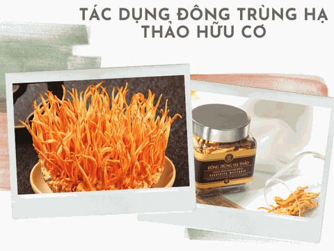 #9 Tác Dụng Của Đông Trùng Hạ Thảo Hữu Cơ Nên Biết Trước Khi Dùng