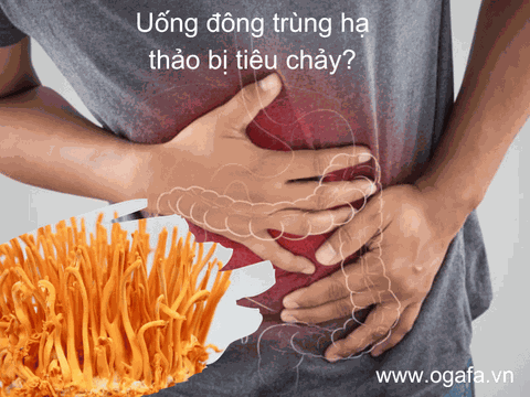 Vì Sao Uống Đông Trùng Hạ Thảo Bị Tiêu Chảy? Lưu Ý Cần Biết