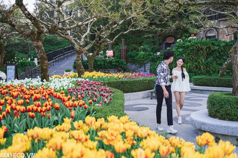 Tour Đà Nẵng 3 Ngày 2 Đêm I Bà Nà - Cù Lao Chàm - Ngũ Hành Sơn - Hội An