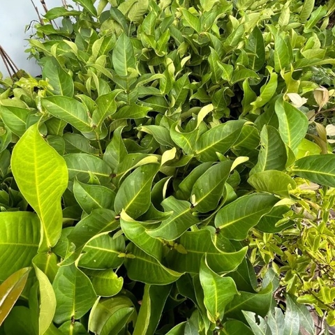 Mận Hồng Sóc Trăng MST - Trái 250gr