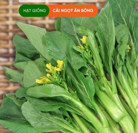 HẠT GIỐNG CẢI NGỒNG