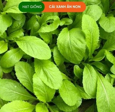 CẢI BẸ XANH ĂN NON