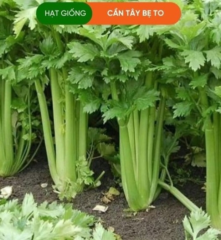 HẠT GIỐNG CẦN TÂY BẸ TO
