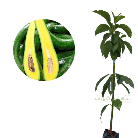 CÂY GIỐNG BƠ 034