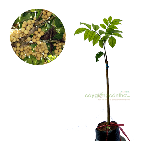 CÂY GIỐNG BÒN BON THÁI LAN