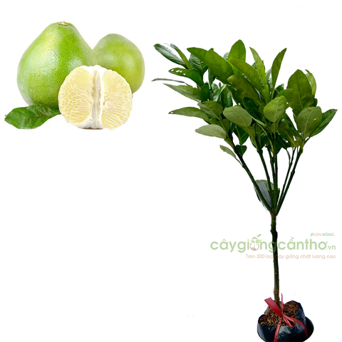 CÂY GIỐNG BƯỞI NĂM ROI