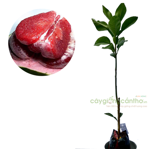 CÂY GIỐNG BƯỞI RUBY