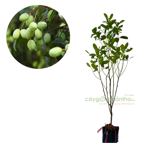 CÂY GIỐNG CÀ NA THÁI