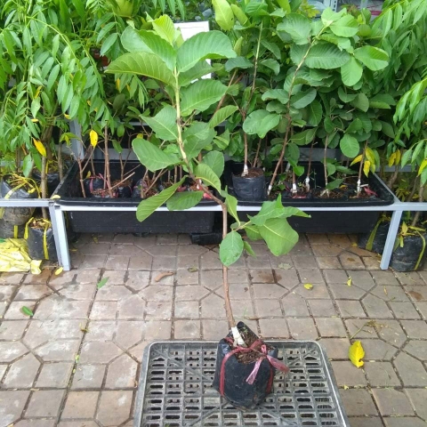 CÂY GIỐNG ỔI RUBY