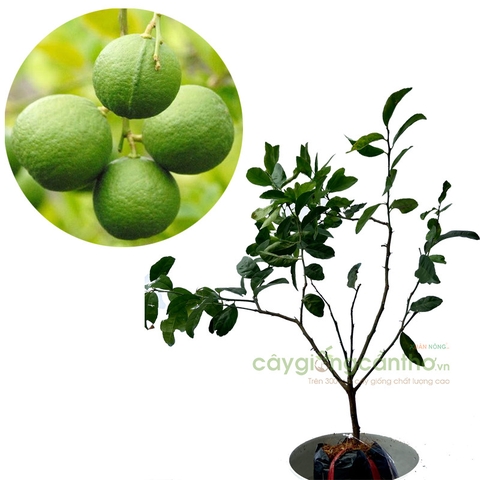 CÂY GIỐNG CHANH BÔNG TÍM