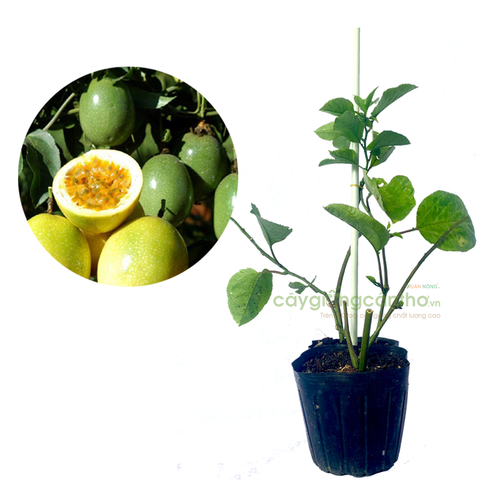 CÂY GIỐNG CHANH DÂY VÀNG NGỌT