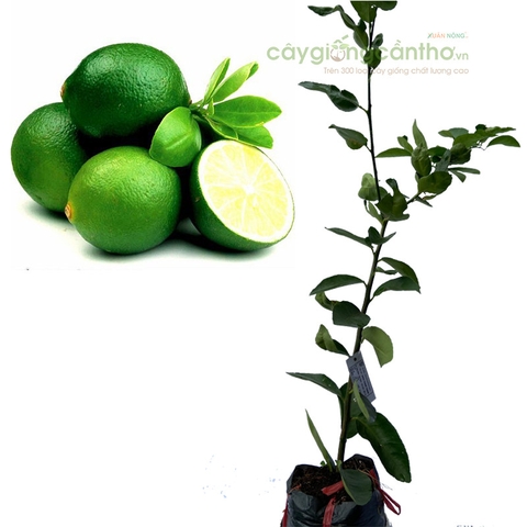 CÂY GIỐNG CHANH KHÔNG HẠT