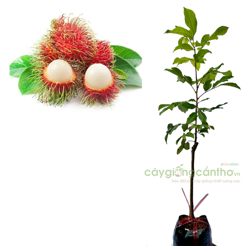 CÂY GIỐNG CHÔM CHÔM THÁI