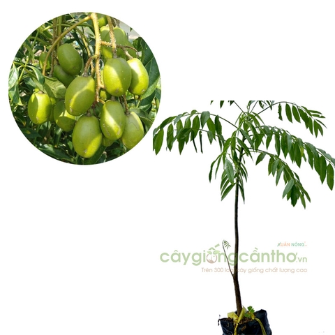 CÂY GIỐNG CÓC THÁI