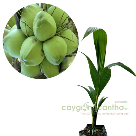 CÂY GIỐNG DỪA XIÊM LÙN XANH