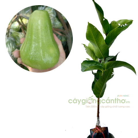 CÂY GIỐNG MẬN XANH TAM HOA