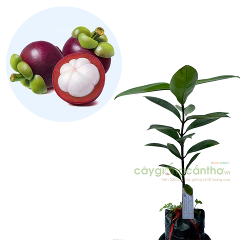 CÂY GIỐNG MĂNG CỤT