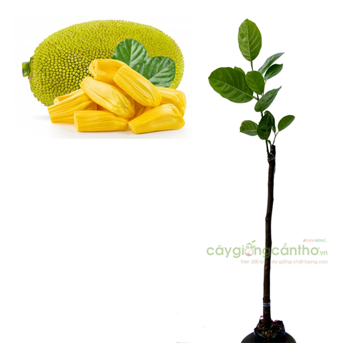 CÂY GIỐNG MÍT SIÊU SỚM