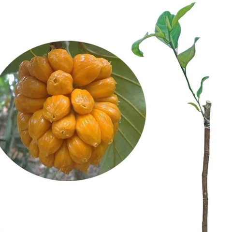 CÂY GIỐNG MÍT TỐ NỮ