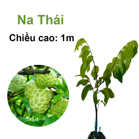 CÂY GIỐNG NA THÁI