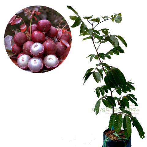 CÂY GIỐNG NHÃN XUỒNG TÍM