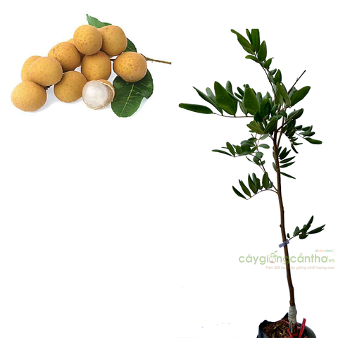 CÂY GIỐNG NHÃN XUỒNG